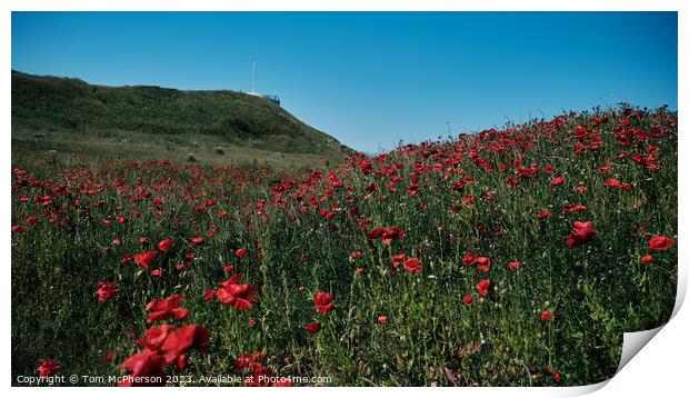 Field of Poppies at Burghead Print by Tom McPherson