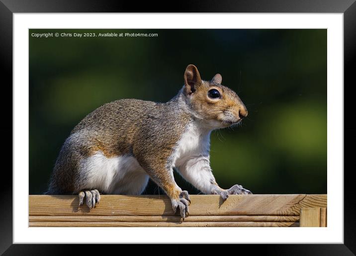 Grey Squirrel Framed Mounted Print by Chris Day