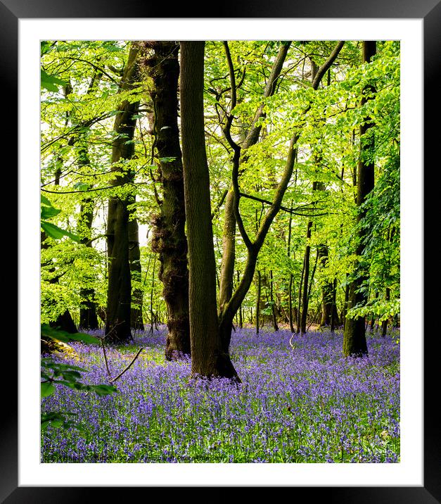 Enchanting Bluebell Forest Framed Mounted Print by Cliff Kinch
