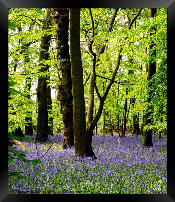 Enchanting Bluebell Forest Framed Print by Cliff Kinch