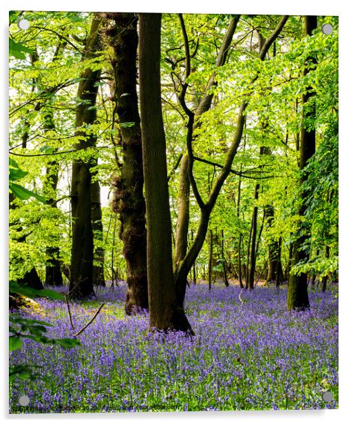 Enchanting Bluebell Forest Acrylic by Cliff Kinch