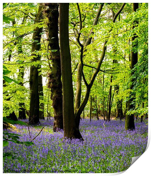 Enchanting Bluebell Forest Print by Cliff Kinch