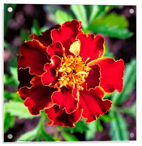 Vibrant Marigold Bloom Acrylic by Trevor Camp