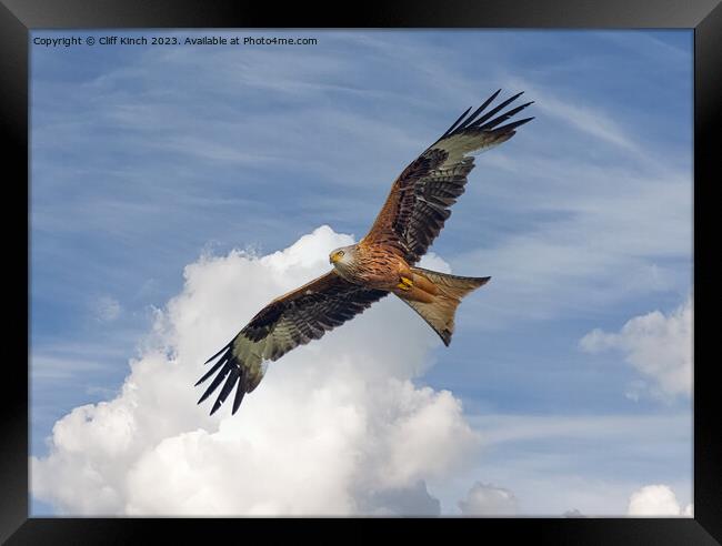 Soaring Red Kite Framed Print by Cliff Kinch
