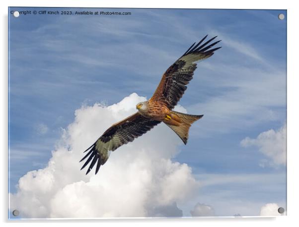 Soaring Red Kite Acrylic by Cliff Kinch