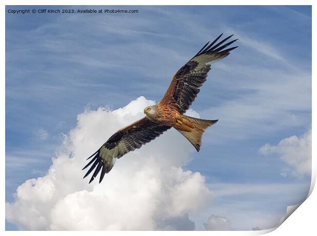 Soaring Red Kite Print by Cliff Kinch