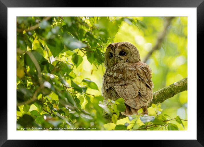 Silent Predator - Tawny Owl Framed Mounted Print by Steve Grundy