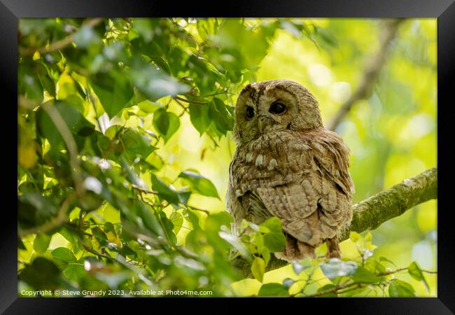 Silent Predator - Tawny Owl Framed Print by Steve Grundy