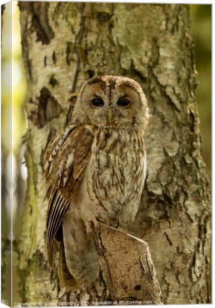 Silent Hunter - Camouflaged Tawny Owl Canvas Print by Steve Grundy