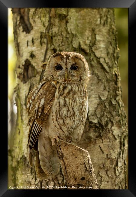 Silent Hunter - Camouflaged Tawny Owl Framed Print by Steve Grundy