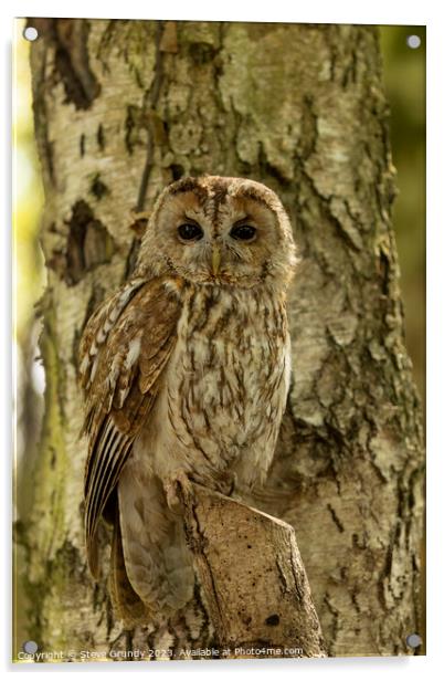 Silent Hunter - Camouflaged Tawny Owl Acrylic by Steve Grundy