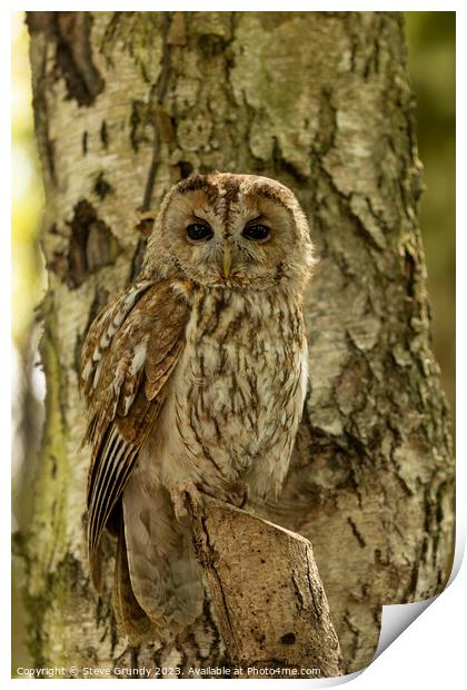 Silent Hunter - Camouflaged Tawny Owl Print by Steve Grundy