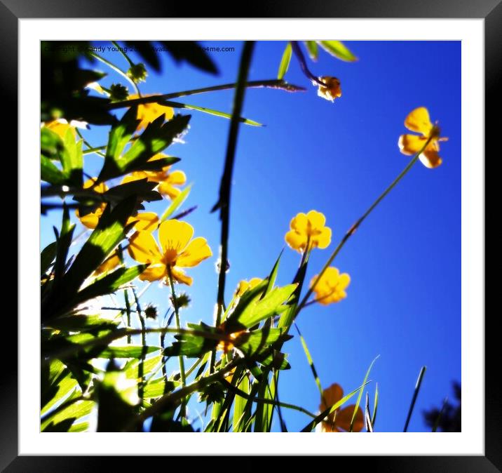 Summer Buttercup Framed Mounted Print by Sandy Young