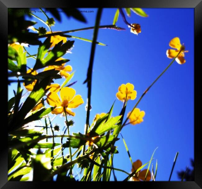 Summer Buttercup Framed Print by Sandy Young