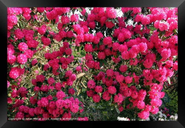 Pink Rhododendron Flowers  Framed Print by Aidan Moran