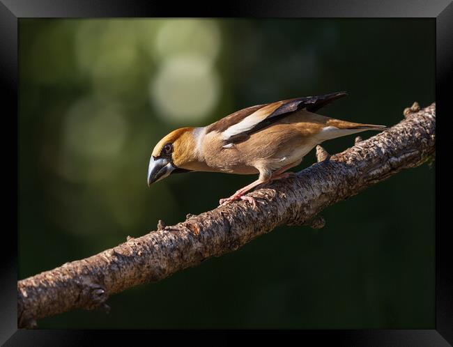 Hawfinch Framed Print by Rory Trappe