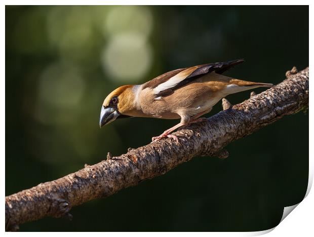 Hawfinch Print by Rory Trappe