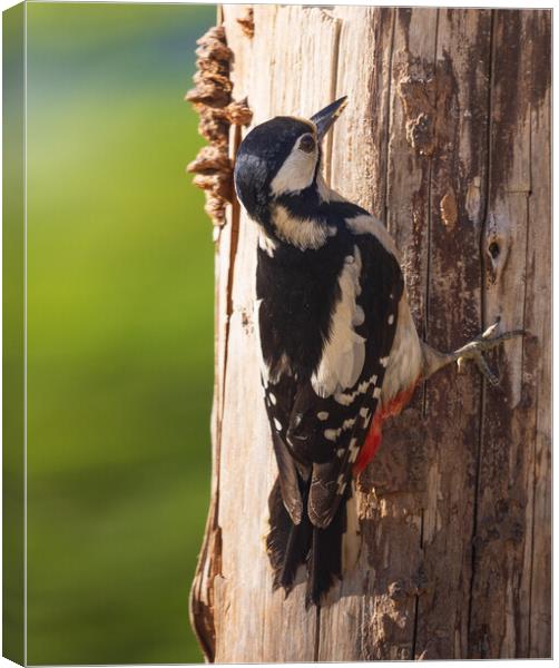 Great Spotted woodpecker Canvas Print by Rory Trappe