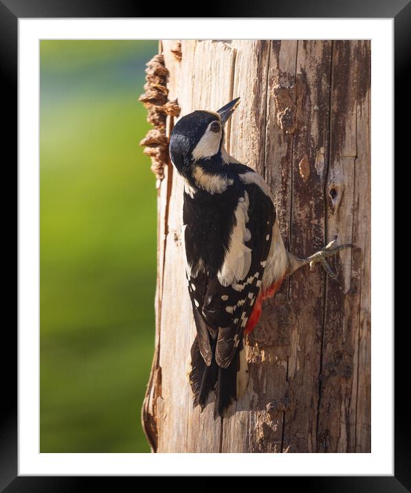 Great Spotted woodpecker Framed Mounted Print by Rory Trappe