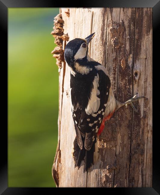 Great Spotted woodpecker Framed Print by Rory Trappe