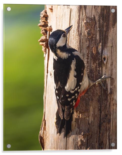 Great Spotted woodpecker Acrylic by Rory Trappe