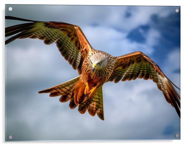 Red Kite In Flight Acrylic by Steve Smith
