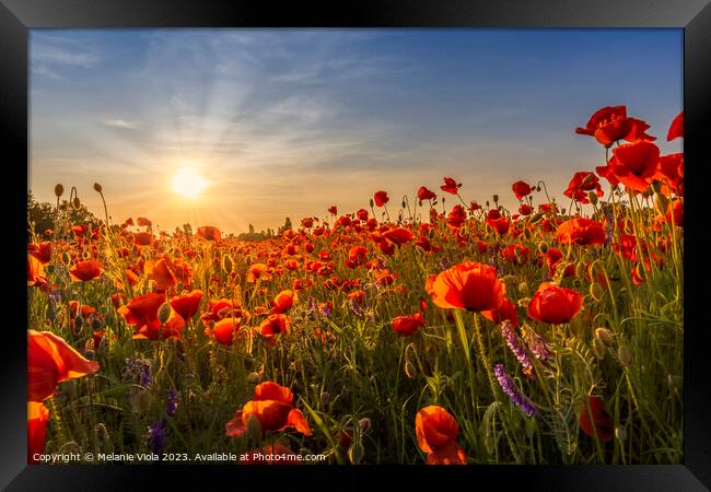Sunset with beautiful poppies Framed Print by Melanie Viola