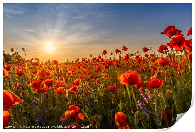 Sunset with beautiful poppies Print by Melanie Viola