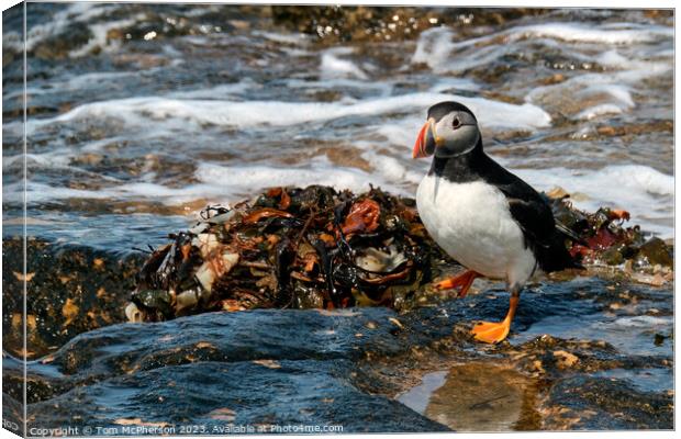 The Adorable Atlantic Puffin Canvas Print by Tom McPherson