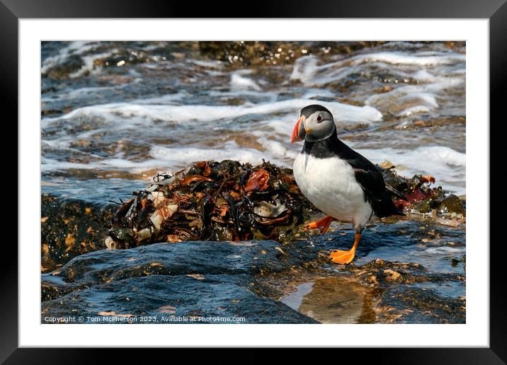 The Adorable Atlantic Puffin Framed Mounted Print by Tom McPherson