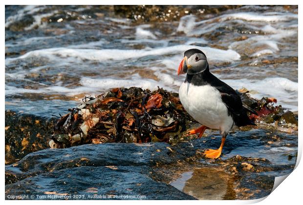 The Adorable Atlantic Puffin Print by Tom McPherson