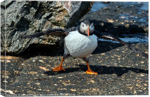 Atlantic Puffin Canvas Print by Tom McPherson