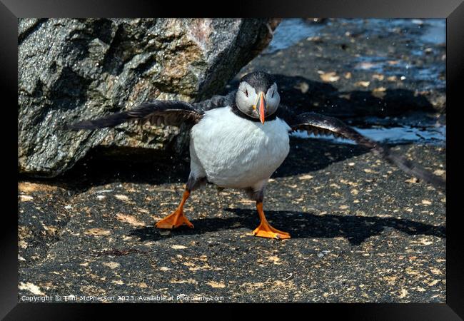 Atlantic Puffin Framed Print by Tom McPherson