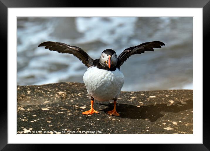 Cheeky Puffin Fishing Framed Mounted Print by Tom McPherson