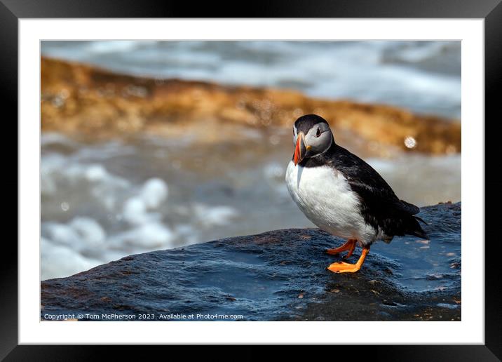 Charming Puffin Close-Up Framed Mounted Print by Tom McPherson