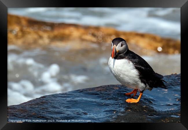 Charming Puffin Close-Up Framed Print by Tom McPherson