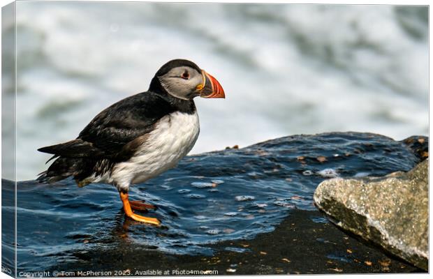 The Comical Atlantic Puffin Canvas Print by Tom McPherson