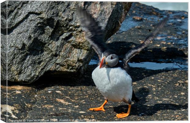 Puffin Perched on Burghead Shore Canvas Print by Tom McPherson