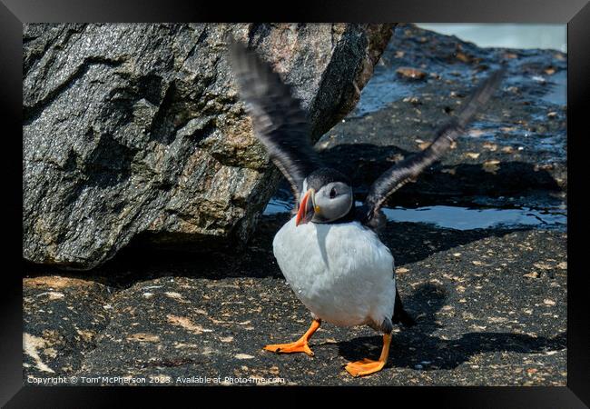 Puffin Perched on Burghead Shore Framed Print by Tom McPherson