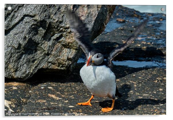 Puffin Perched on Burghead Shore Acrylic by Tom McPherson