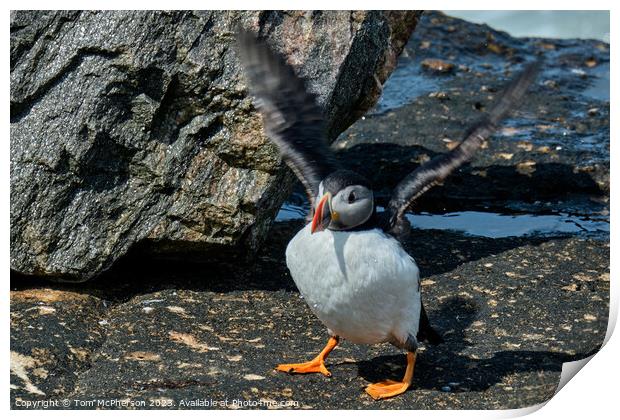 Puffin Perched on Burghead Shore Print by Tom McPherson