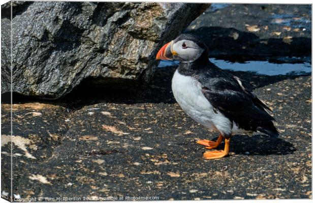Windswept Puffin Canvas Print by Tom McPherson