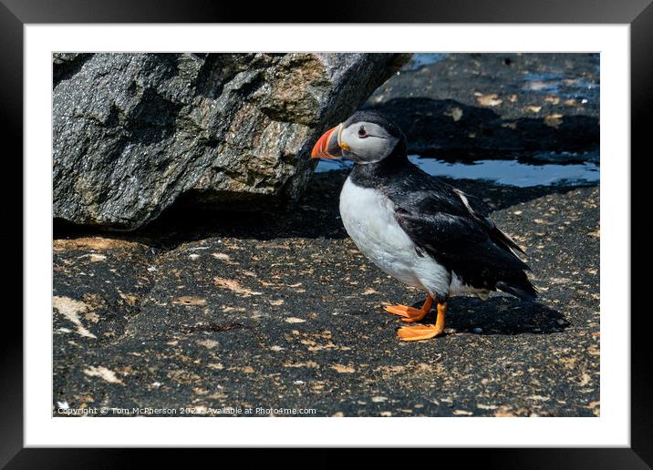 Windswept Puffin Framed Mounted Print by Tom McPherson