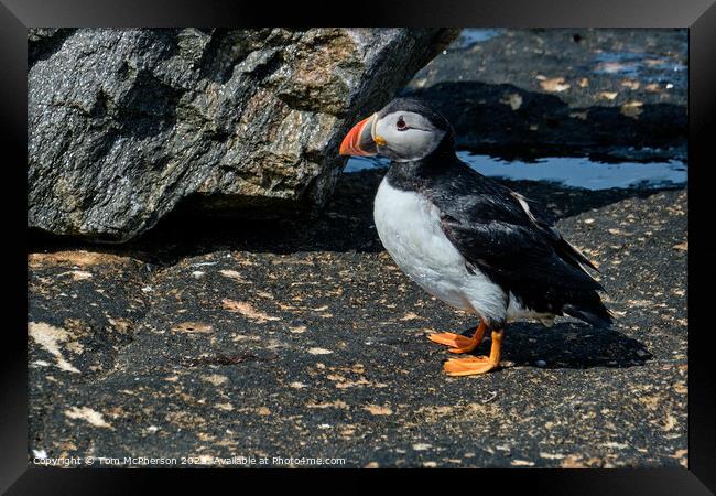 Windswept Puffin Framed Print by Tom McPherson