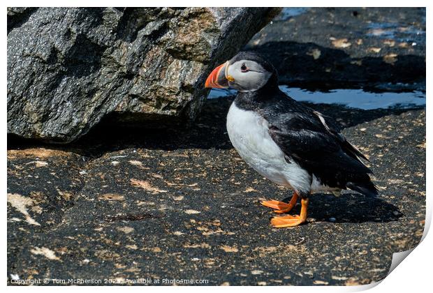 Windswept Puffin Print by Tom McPherson