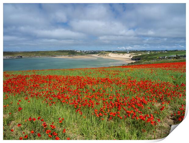 Breathtaking Cornish Coastal Poppies Print by Tony Twyman