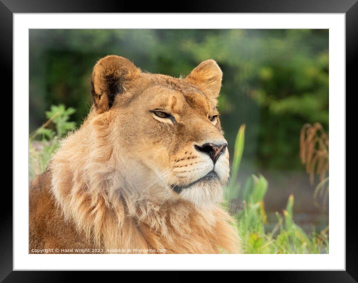Portrait of a lion Framed Mounted Print by Hazel Wright