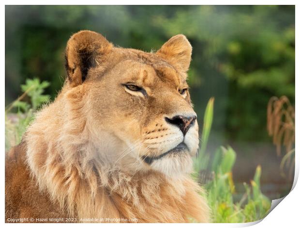 Portrait of a lion Print by Hazel Wright