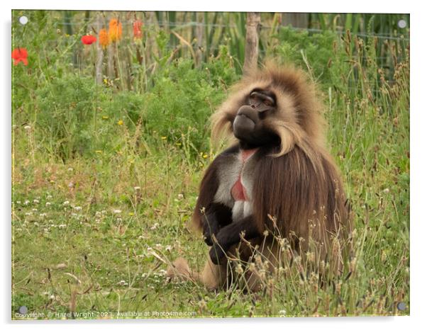Gelada baboon Acrylic by Hazel Wright