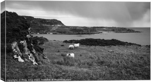 Colonsay Sheep with Rain Approaching Canvas Print by Philip King